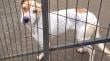 Rescatan a perra tras denuncia de maltrato animal en Osorno