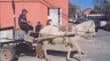[VIDEO] Anuncian investigación por maltrato a caballo en Villa Alemana: “¡Desgraciado!”