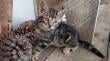 Gatitos y perritos buscan familia en nueva jornada de adopción en Puerto Montt
