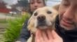 [VIDEO] Fue encontrada la perrita desaparecida tras la muerte de profesor universitario en Concepción