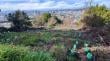Comenzó la restauración ecológica del Cerro Chepe en Concepción