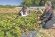 Tres comunas de Los Ríos serán sede de Agroimpacta 2025