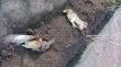 Abren investigación tras hallazgo de aves muertas en plena plaza de Armas de Osorno