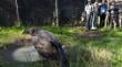 Trasladan a centro de rehabilitación a cóndor ‘Kazisca’ que nació en el zoológico de Quilpué