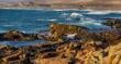 Estudio UCN-UA descubrió nuevas especies marinas y midió metales pesados en costa de Antofagasta