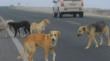 Diputados piden investigar video sobre supuesto faenamiento de perros en sector Costa Laguna de Antofagasta