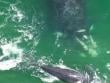 [VIDEO] Viralizan imágenes de ballena y su ballenato frente a las costas de Iquique