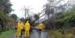 Quillota: caída de árbol en San Pedro interrumpe tránsito y deja sin suministro eléctrico a vecinos