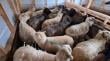 Municipalidad de Castro realiza taller sobre manejo sanitario de ovinos para productores de isla Quehui