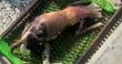 Denuncian hallazgo de perro en una parrilla en sector Balneario Municipal de Antofagasta