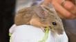 Descubren en Chile bacterias asociadas al ratón orejudo de Darwin que podrían afectar a humanos