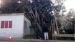 Centenario árbol cayò sobre una casa en la subida a Bellavista durante el temporal