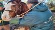 Contraloría investigará presunto maltrato animal a caballos con Anemia Infecciosa Equina por parte del SAG