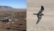 Vertederos ilegales en Tarapacá amenazan a ave en peligro de extinción