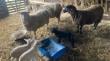Capacitan a usuarios de Prodesal en manejo reproductivo y partos ovinos en Llanquihue