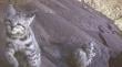 Captan a ejemplares de gato andino y su cría en Cordillera del Melón: Fue una gran sorpresa”