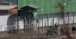Atacama: 18 años de cárcel para imputado por homicidio frustrado y muerte de una mascota