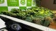 Mujer es detenida por cultivo de 11 plantas de marihuana en departamento en sector sur de Iquique