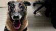 Perro de la Armada concretó decomiso de drogas en Quellón