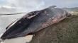 Investigan causa de muerte de ballena que varó en playa de Chonchi