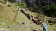 Agricultores en alerta por robo de animales en la provincia de Osorno ad portas del “18”