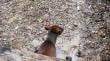 Dalcahue celebró la reintroducción de pudú rescatado en su hábitat natural
