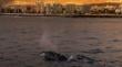 Avistamiento de ballenas en Antofagasta: Sernapesca refuerza medidas de protección