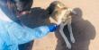 [FOTOS] Brote de distemper preocupa en Nogales: llaman a la comunidad a extremar cuidados con mascotas