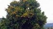 Advierten que bosque mediterráneo chileno está cerca del colapso