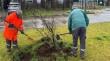 Vecinos y autoridades realizaron plantación de notros en Bosquemar