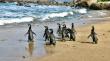 [VIDEO] Liberan pingüinos de Magallanes en Zapallar tras éxitos recuperación