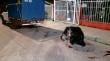 Vecinos denuncian maltrato a caballo en medio de operativo de captura