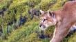 Niña fue mordida por un cachorro de puma en el Parque Pumalín de Chaitén