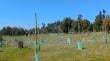 Plantan árboles nativos en zona afectada por el megaincendio en la Reserva Nacional Lago Peñuelas