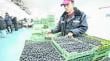 Industria del arándano en Ñuble inicia temporada con foco en la calidad y diversificación