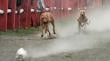 Comisión de Medio Ambiente de la Cámara aprueba proyecto que sanciona carreras de perros