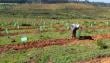 Reforestan 70 mil árboles nativos en Reserva Lago Peñuelas