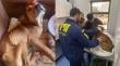 [VIDEO] PDI detiene a una mujer por maltrato de perrito en Viña: imputada tenía orden de arresto