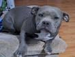 Fiscalía investiga muerte de la perrita “Morita” a quien le extrajeron el corazón  y lo pulmones en Pica