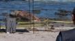 Llaman a no acercarse a lobos marinos y pingüinos varados en playas del borde costero