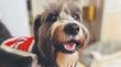 Entregan recomendaciones para cuidar a las mascotas en estas fiestas en Antofagasta