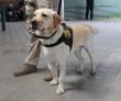 Falleció recordado ex can detector de drogas de la PDI Valdivia
