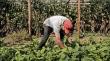 Agricultores de Ñuble se suman a solicitud de regularizar a inmigrantes que trabajan