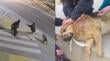 [VIDEO] Perro comunitario sufre brutal agresión en Villa Alemana: municipio anuncia querella