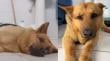 “Está de mejor ánimo”: actualizan estado de salud de perrito comunitario agredido en Villa Alemana