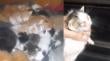 “Él también es víctima”: alerta por hombre problemas de movilidad viviendo con más de 40 gatos enfermos en Valparaíso