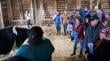Equipo Prodesal de Ancud realizó jornada de capacitación para agricultores en manejo sanitario de bovinos