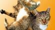 Convocan a jornada de adopción de gatos adultos y senior en Puerto Montt