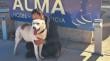 Murió “Almito”, el perro del Observatorio Alma: &quot;nuestro guardián de las estrellas&quot;