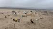 Piden que autoridades informen sobre cementerio clandestino de mascotas y estado de avance de crematorio formal en Antofagasta